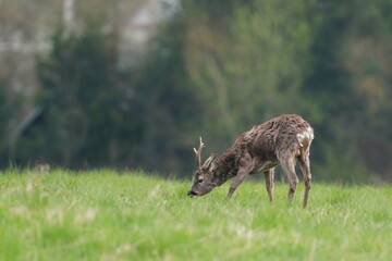 A roe deer in the nature habitat. Capreolus capreolus.  A roubuck graze on the meadow.  © Monikasurzin