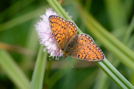 A beautiful ocellate bog fritillary sits on a pink flower. Proclossiana eunomia. A beautiful orange butterfly in the nature habitat. 
