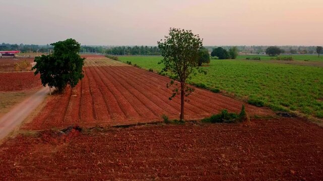 Walking a Pomeranian Dog in Warm Evening Sunlight