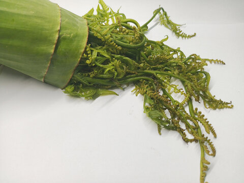 Fresh Fiddlehead Fern Bundle Wrapped in Banana Leaf
