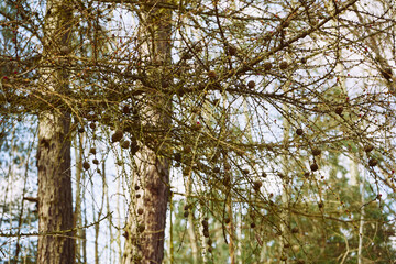 Modrzew ,Larix Mill. © Marcin Łazarczyk