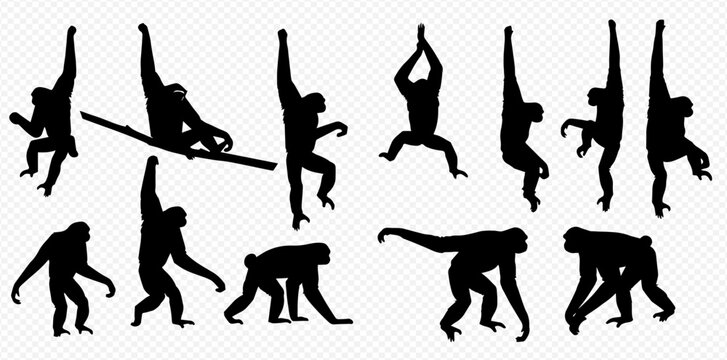 Gibbon Monkey Silhouettes Set: Various Poses of Primates in Black on White Background.