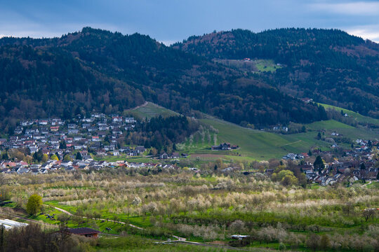 Kirschbl&uuml;te im Achertal bei Oberachern