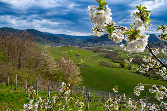 Kirschbl&uuml;te im Achertal bei Oberachern