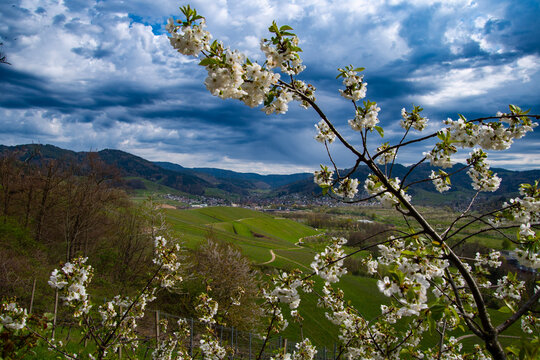 Kirschbl&uuml;te im Achertal bei Oberachern