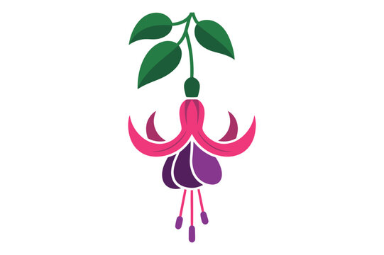 Hanging fuchsia flower with green leaves vector illustration, botanical