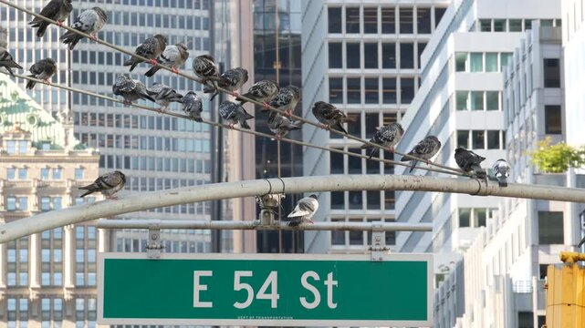 New York Park Avenue, 54 street sign in Manhattan Midtown, United States. Urban road sign in american city, traffic sign in NYC, USA. Building architecture near Grand Central. Pigeon birds.