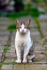 Obraz premium portrait of a cat