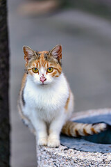 portrait of a cat © Svetoslav Radkov