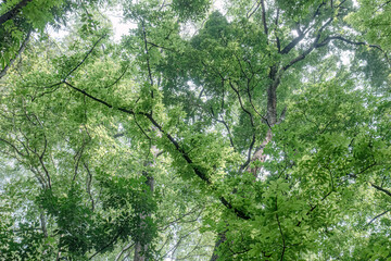 Fototapeta premium Diagonal bough cutting across luminous foliage in elevated view. Radiant leaf network creating dynamic composition among tall trees. Fresh overhead greenery framed by twisting timber silhouettes