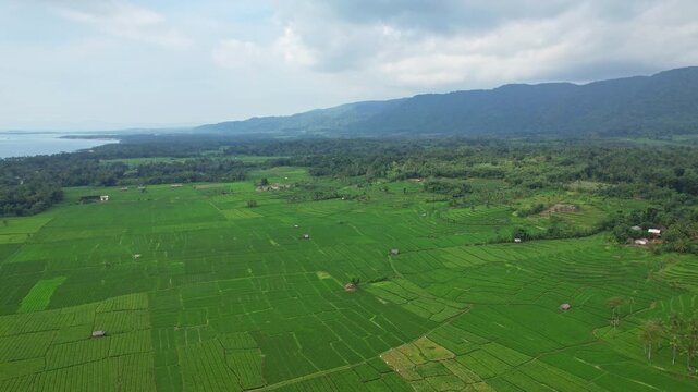 Aerial drone footage a paradise green fresh rice field, in Pandeglang regency, Java island, Indonesia, on the way to Ujung Kulon national park, with forests and hills behind, in a stormy weather