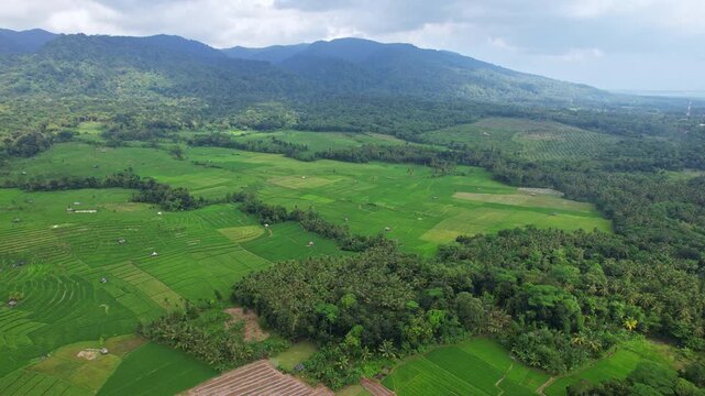 Aerial drone footage a paradise green fresh rice field valley in Pandeglang regency, Java island, Indonesia, on the way to Ujung Kulon national park, with forests and mountains behind, stormy weather