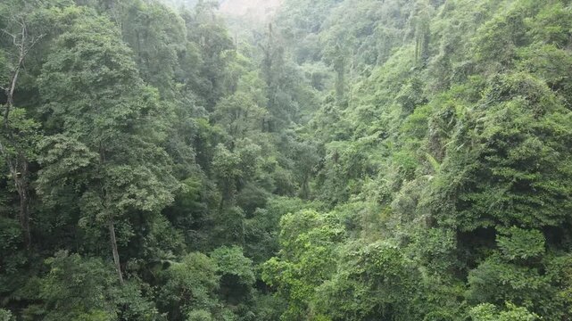 High-altitude aerial perspective captures the vast expanse of a dense tropical rainforest canopy under bright natural daylight. 
