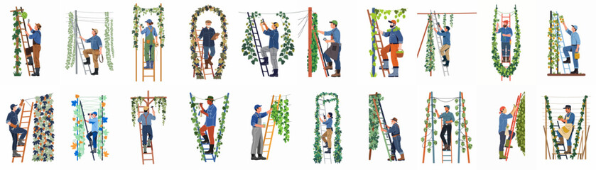 Collection of flat vector illustrations depicting diverse hop farmers and workers harvesting, pruning, and inspecting hops on ladders in a commercial hop garden. © Asep