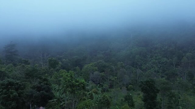 A cinematic aerial perspective reveals the dense tropical canopy of submerged under a thick layer of morning mist of the Banten wilderness. 