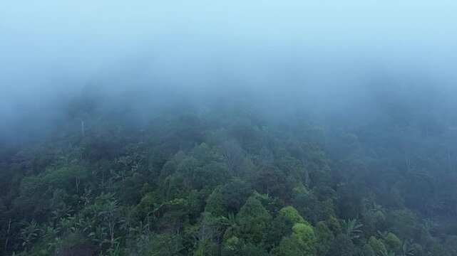 A drone shot captures the lush greenery of the Banten highlands partially veiled by a thin layer of morning mist. 