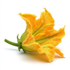 Fototapeta premium Vibrant Yellow Zucchini Flower with Green Stem Isolated on White Studio Background