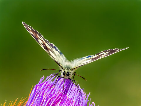 Melanargia galathea marbled white butterfly pollinating wild flower eco sustainability concept