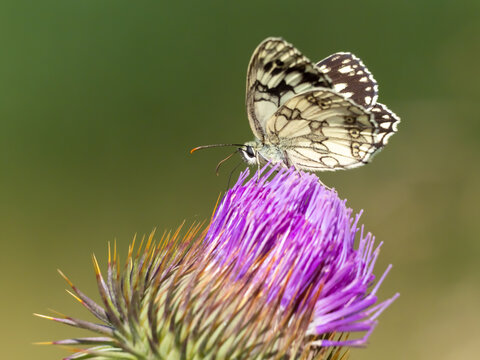 Melanargia galathea marbled white butterfly pollinating wild flower eco sustainability concept