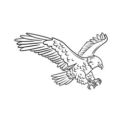 Fototapeta premium Line Art Eagle In Flight