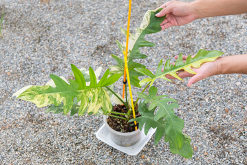  Philodendron Philodendron Distantilobum x Florida beauty Variegated on the ground    © rukawajung