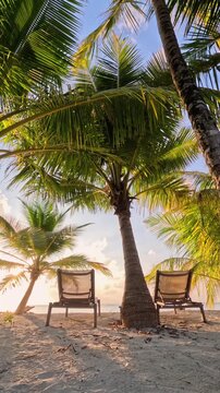 Beach chairs under palm trees at sunset, tropical vacation relaxation scene Maldives. Empty lounge chairs on sandy beach under palm trees with golden sunset light, perfect for relaxation, holiday.