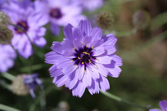 Catananche caerulea or blue cupidone flower