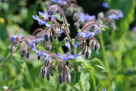 Close up of borage or starflower flowers