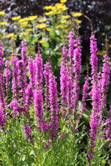 Fototapeta premium Bright purple loosestrife or lythrum salicaria in a cottage garden