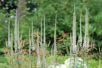 White veronicastrum virginicum or Culver's root flowers in a garden © Francesca Leslie