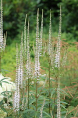 White veronicastrum virginicum or Culver's root flowers in a garden © Francesca Leslie