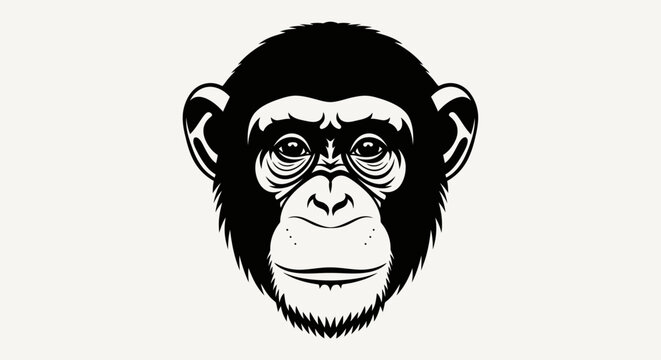 Close up of chimpanzee monkey face.