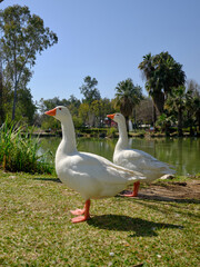 Obraz premium beautiful white domestic geese grazing on a sunny park lawn