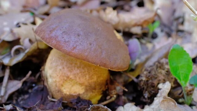Boletus mushrooms in the forest