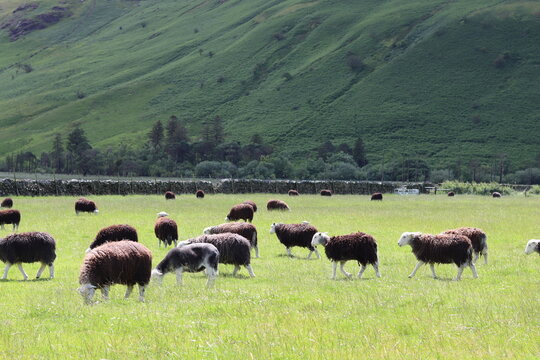 Herdwick sheep grazing in a field in the Lake District