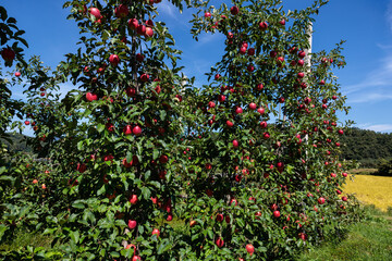 Fototapeta premium Autumn scene of Shinano Dolce apple orchard.