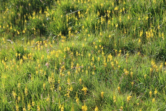 Bog asphodel or narthecium ossifragum flowers
