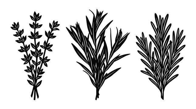 Fresh herbal sprigs set including thyme and rosemary for cooking art.