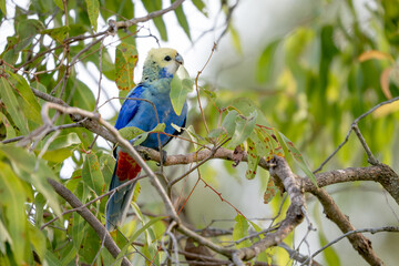 Fototapeta premium Pale-headed Rosella - Platycercus adscitus, beautiful colored broad-tailed parrot native to the forests and woodlands of northeastern Australia, Queensland.