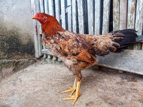 This chicken has a stocky and muscular body posture, which is a characteristic of the Aseel breed