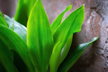 Fototapeta premium 部屋の石の壁の近くに緑の植物の葉