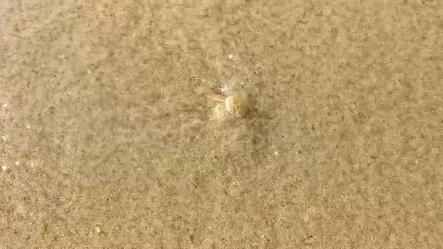 After wave the crab crabs burrowing back into sand Thailand.
