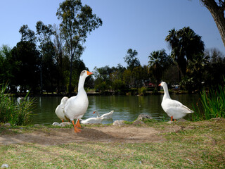 Obraz premium beautiful white domestic geese grazing on a sunny park lawn