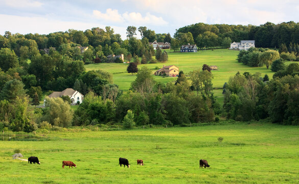 View of a field with houses and livestock in Fairfield County, Connecticut