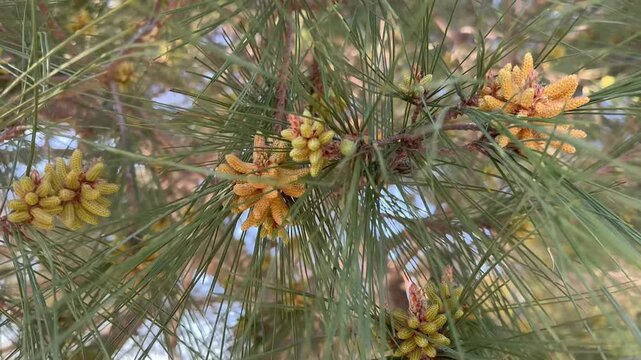 Yellow pollen dust flying from pine branches, seasonal allergy trigger. Pine pollen cloud blowing in the wind from tree cones in spring forest. Close up of wind pollination process