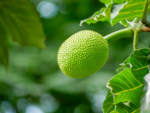 A fruit of the breadfruit tree (Artocarpus altilis), photographed in Tortuguero National Park.