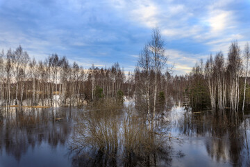 Obraz premium Silent forest mirrors sky and trees in calm waters
