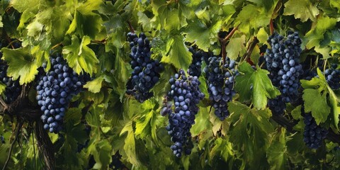 Fototapeta premium The Grapes Hanging on a Lush Green Vineyard Trellis in Summer