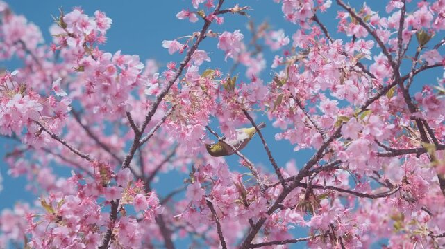 Close up, pink cherry blossoms against clear blue sky. Small bird drinking nectar from flowers. Soft sunlight in petals on tree branch. Peaceful spring with blooming sakura in Japan hanami season