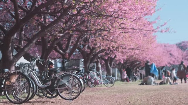 Bicycles parked under pink cherry blossoms during sakura festival in Japan. Blooming trees line in quiet park. Soft petals fall. Spring season blossom in traditional hanami culture. Blooming landscape